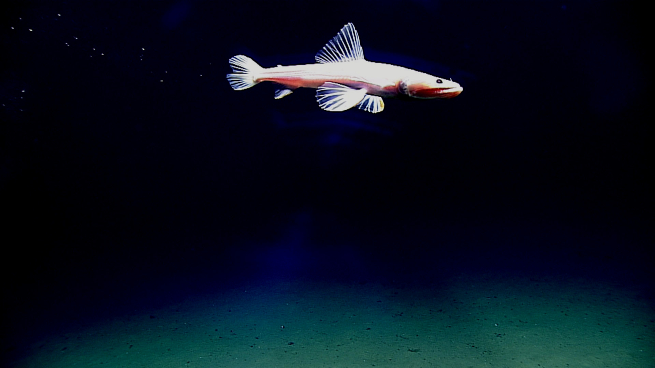 Deepsea lizardfish swimming - family Bathysauridae, Bathysauryus mollis