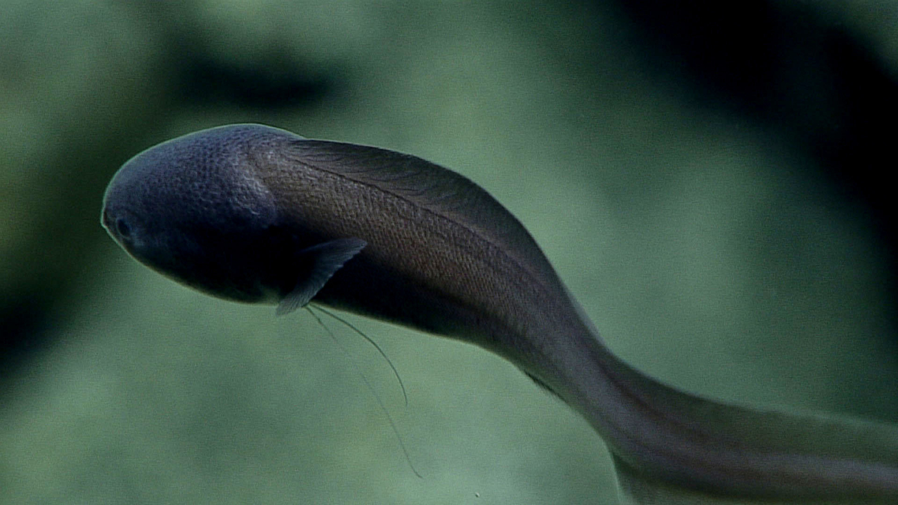 Cusk eel - family Ophidiidae, Bassozetus sp