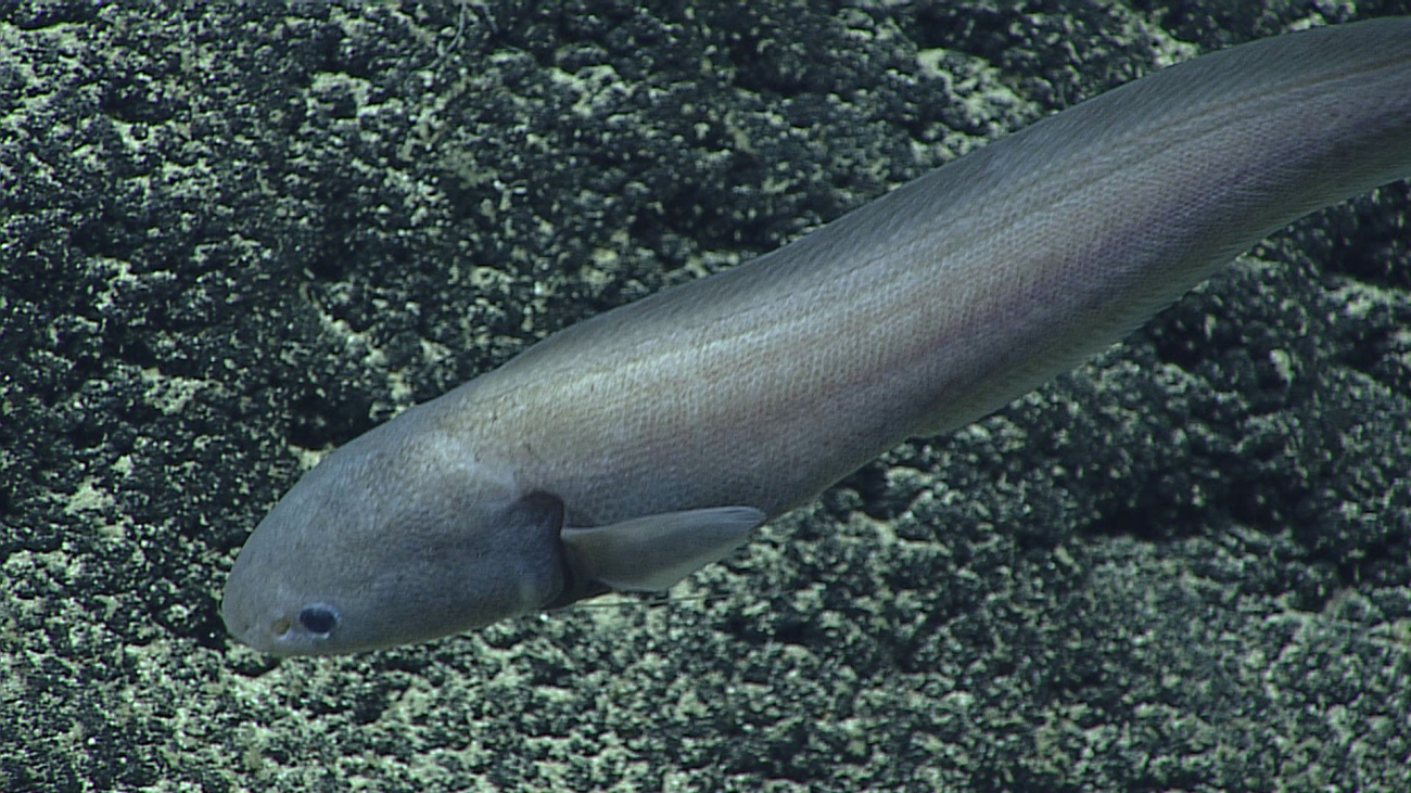 A cusk eel - family Ophidiidae, Bassozetus sp