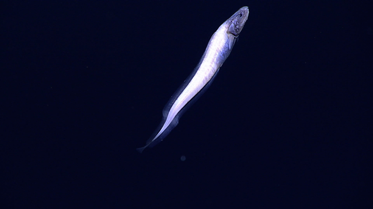 Cusk eel - family Ophidiidae, Penopus japonicus?