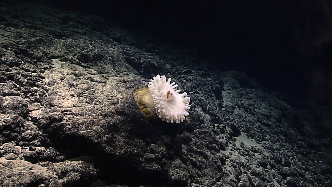 A large white anemone with robust tentacles