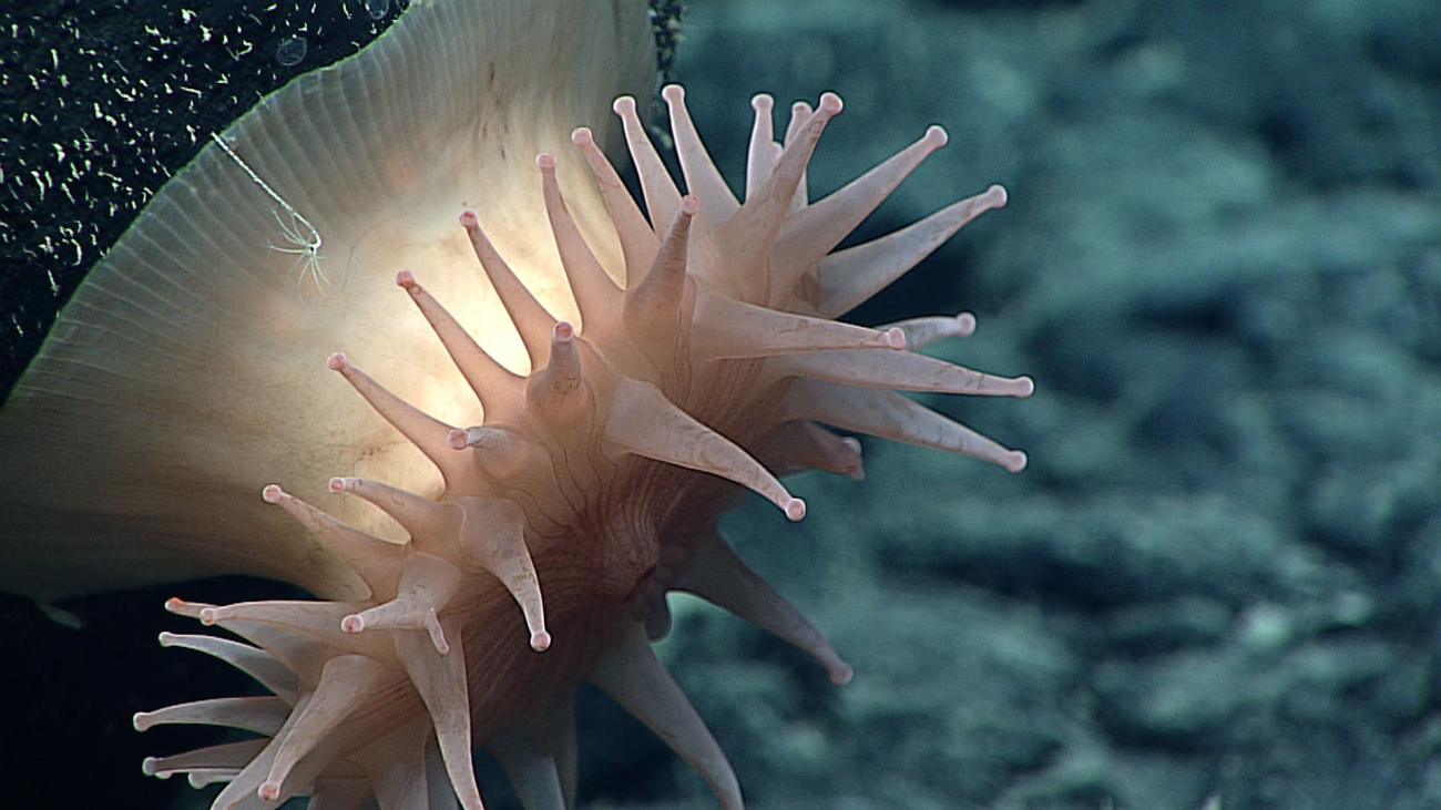 A large brown anemone? corallium?  Notice the very small stalked animalsuperimposed against the anemone's column