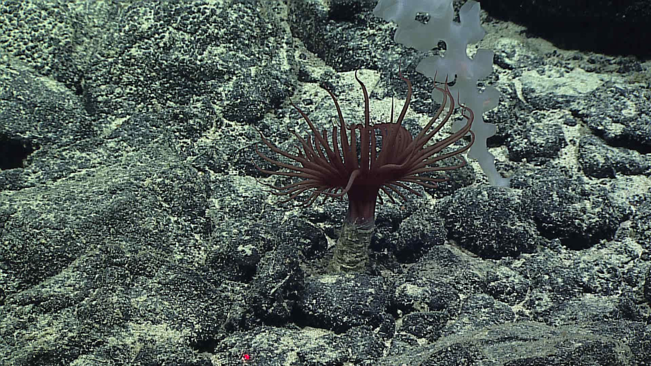A cerianthid anemone and the base of sponge - Farrea nr