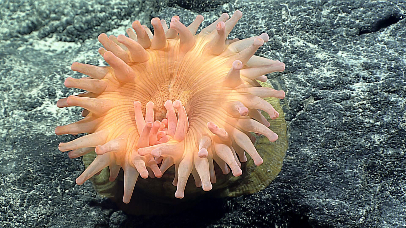 A large orange anemone