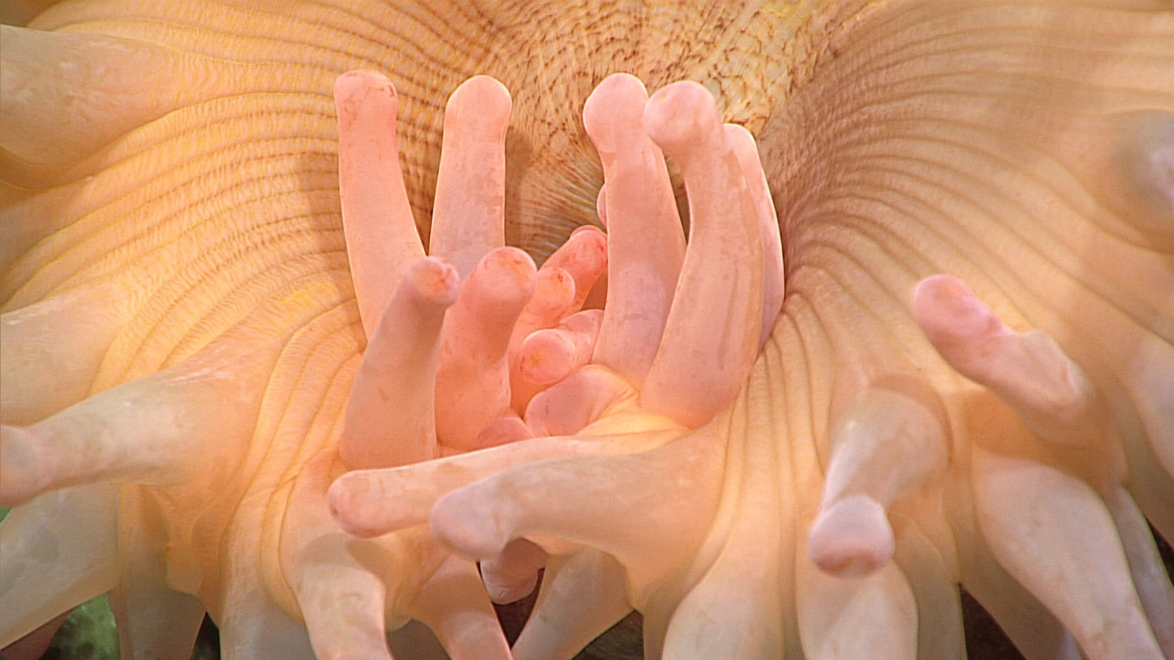 Closeup of tentacles of large orange anemone (corallimorphian?)