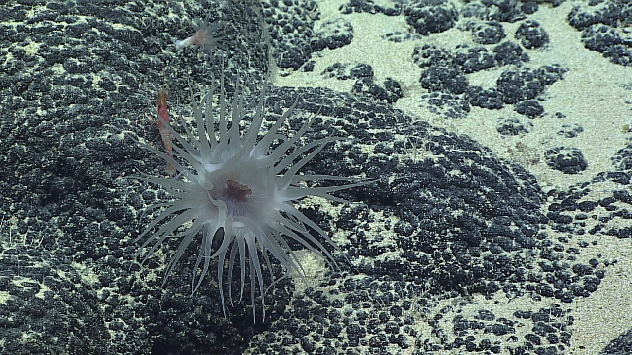 Looking down toward the mouth of a grayish white anemone