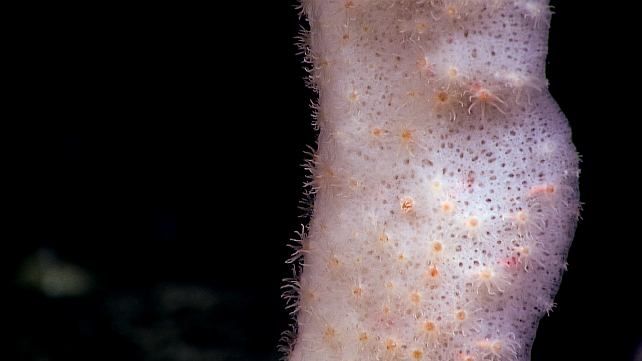 Closeup of sponge covered with small anemones - family Edwardsiidae?