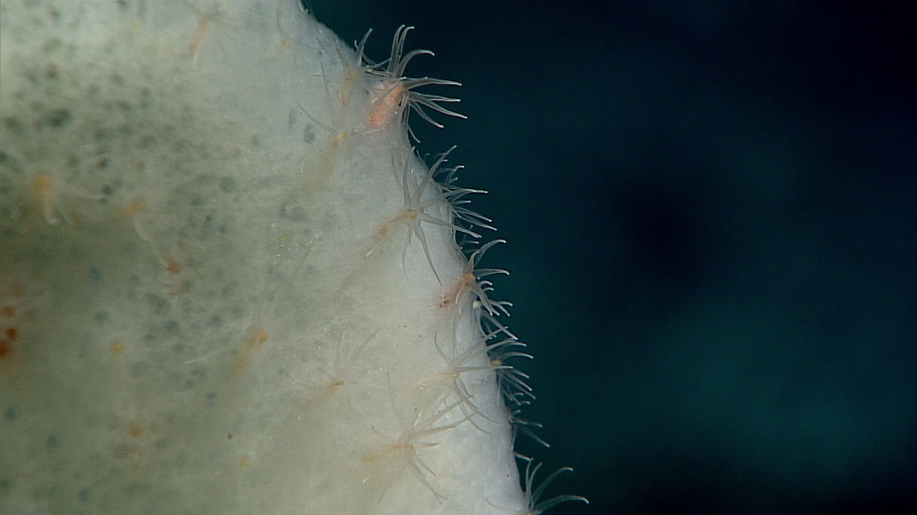 Sponge hosting anemones - family Edwardsiidae
