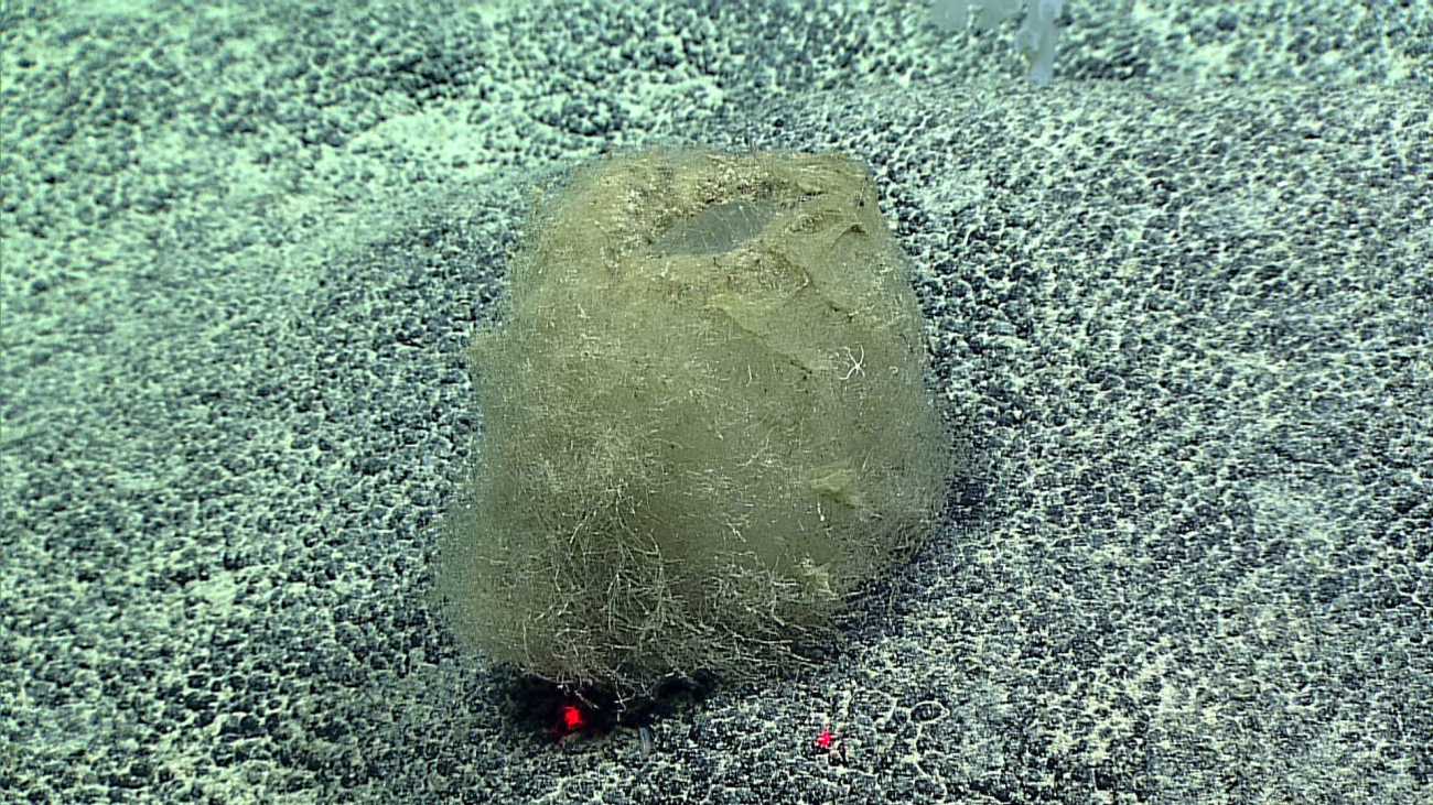 An ugly little sponge with a tiny white brittle star