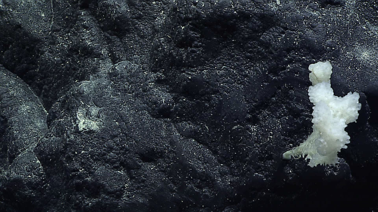 A stalked hexactellinid sponge at 3070 meters depth