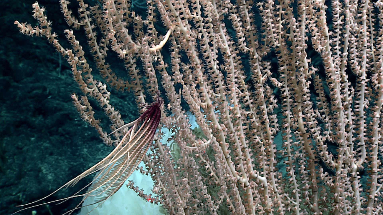 Bamboo coral - family Isididae, Jasonisis clade?- with purple and white featherstar crinoid - family Zenometridae, Sarmetra triserialis