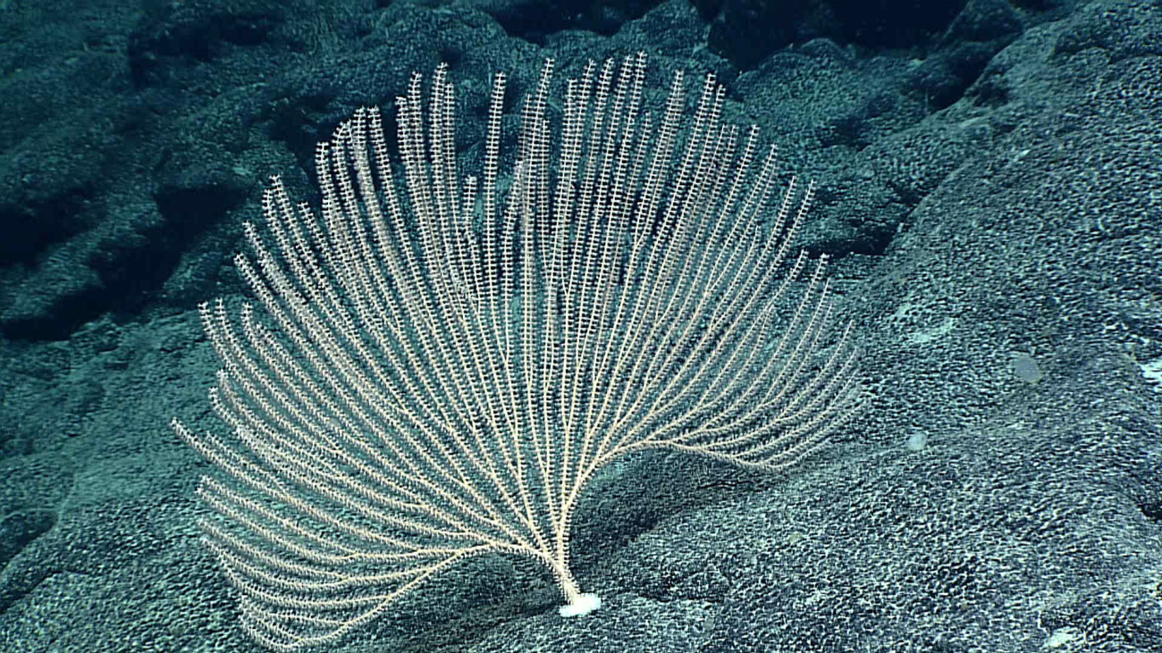 Lyrate primnoid coral