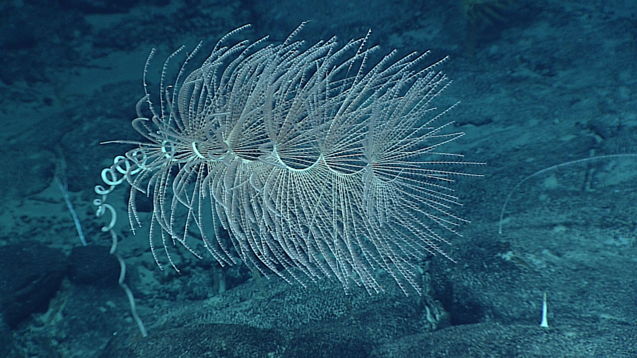 Octocoral - Iridogorgia magnispiralis