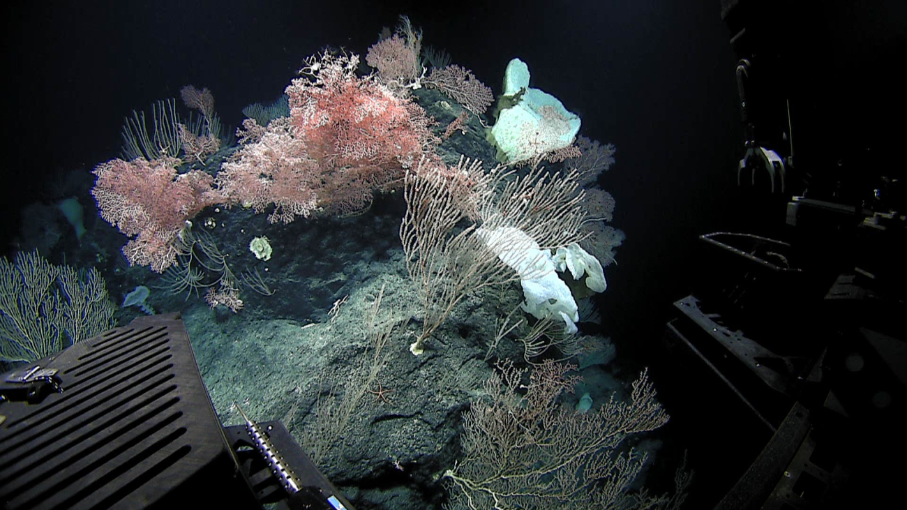 A veritable garden of sponges and corals displaying the biodiversity of the deepsea