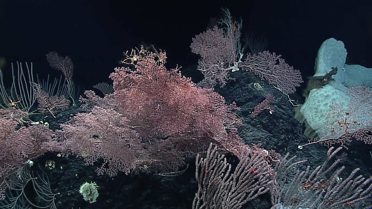 A veritable garden of sponges and corals displaying the biodiversity of the deep sea