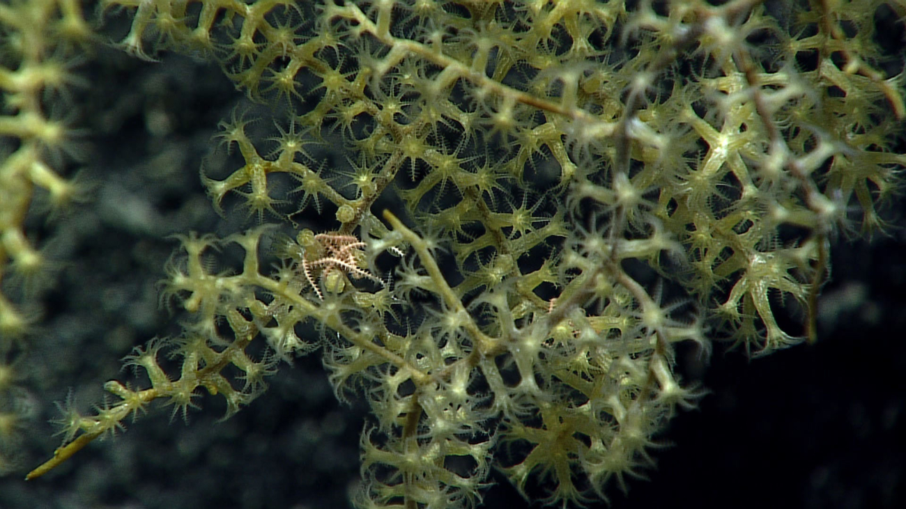 Yellow green acanthogorgid coral - family Acanthogorgidae