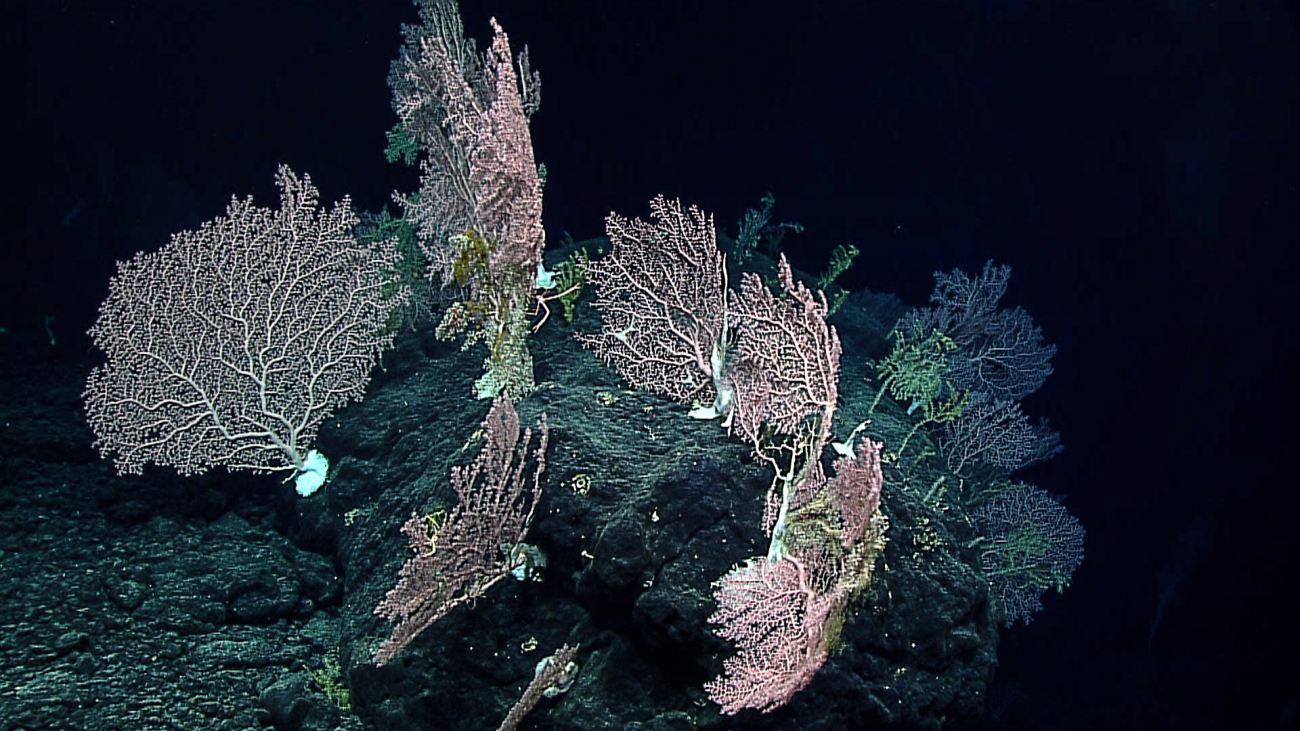 Wow!!!  Pink, greenish, and blue corals