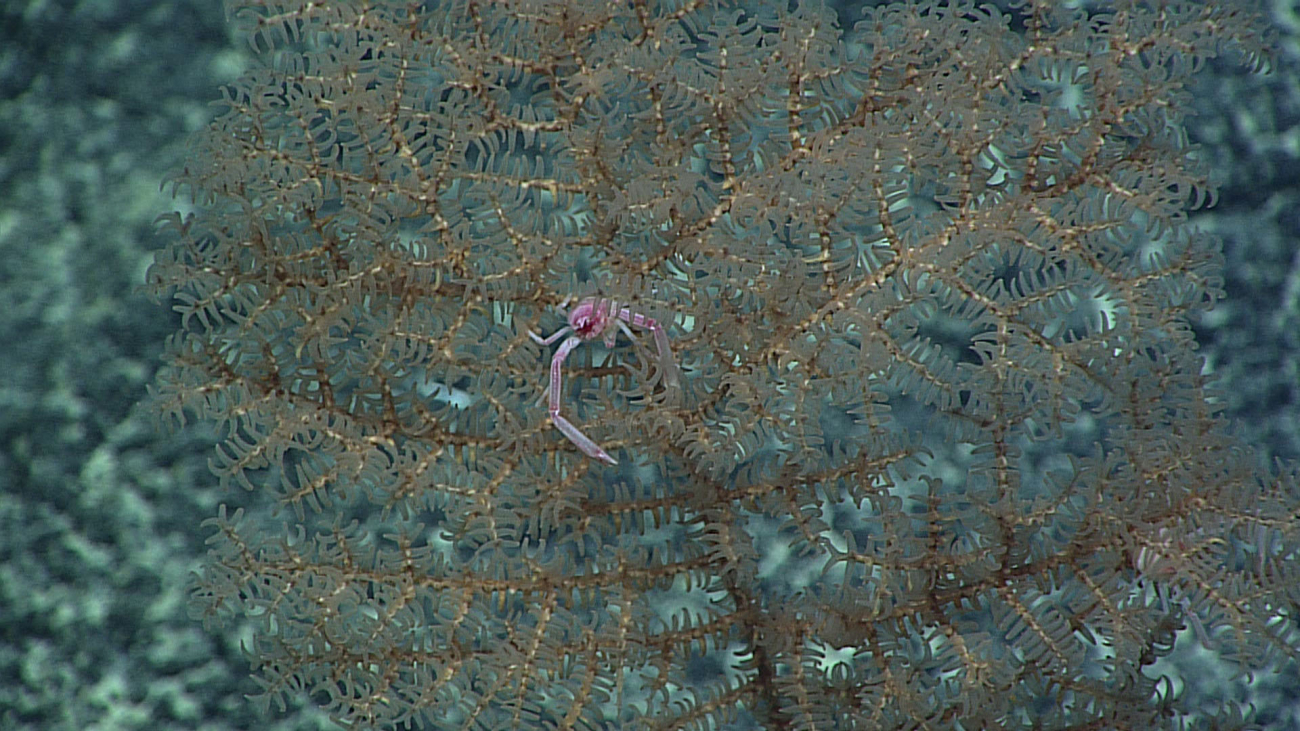 Antipatharian coral - family Schizopathidae, Stauropathes sp