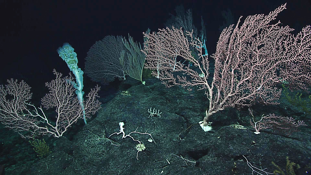 Another amazing undersea garden of Coralliidae corals and a lone large sponge
