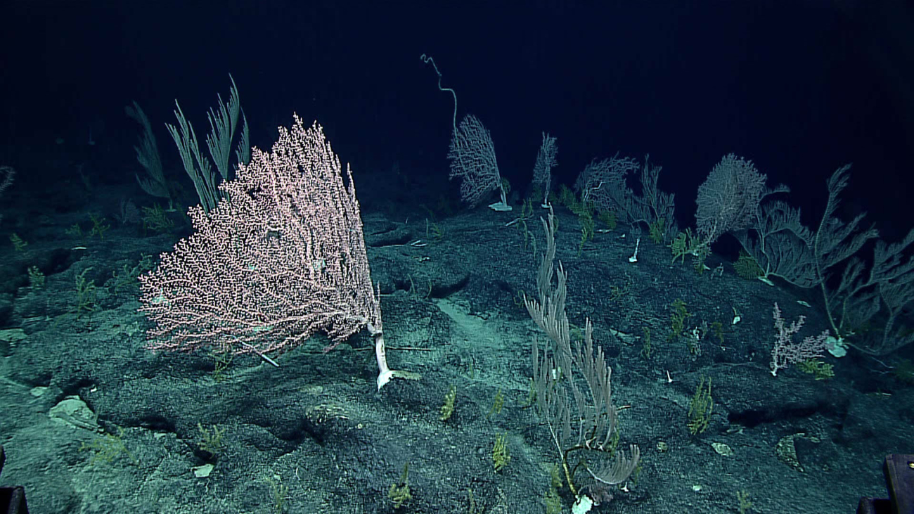 Pink corallium corals, primnoids,and greenish acanthogorgids
