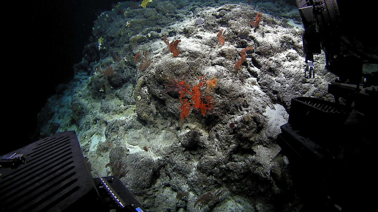 Orange antipatharian coral - family Leiopathidae, Leiopathes sp