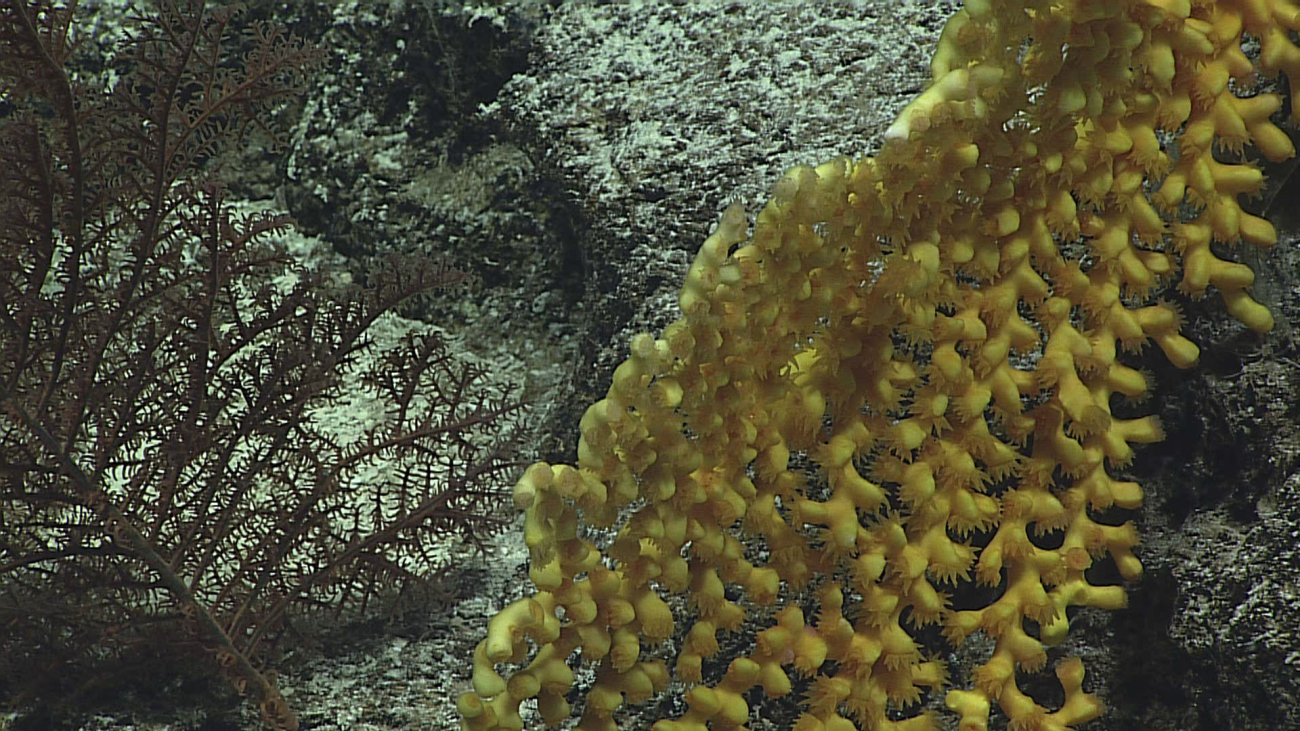A hard yellow coral - Dendrophylliidae, Enallopsmmia rostrata (amphelioides)
