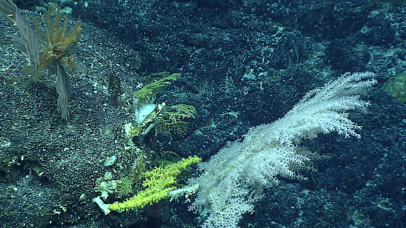 A scene dominated by various corals but small sponges and a feather star crinoid can also be seen