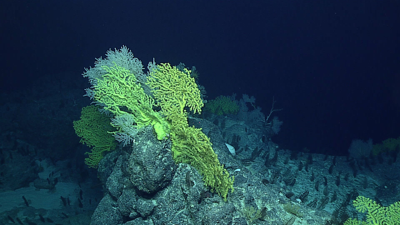 Large gorgonian corals on a topographic high with sea pens on the slope