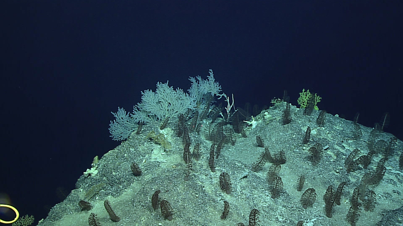 Anthomastus corals
