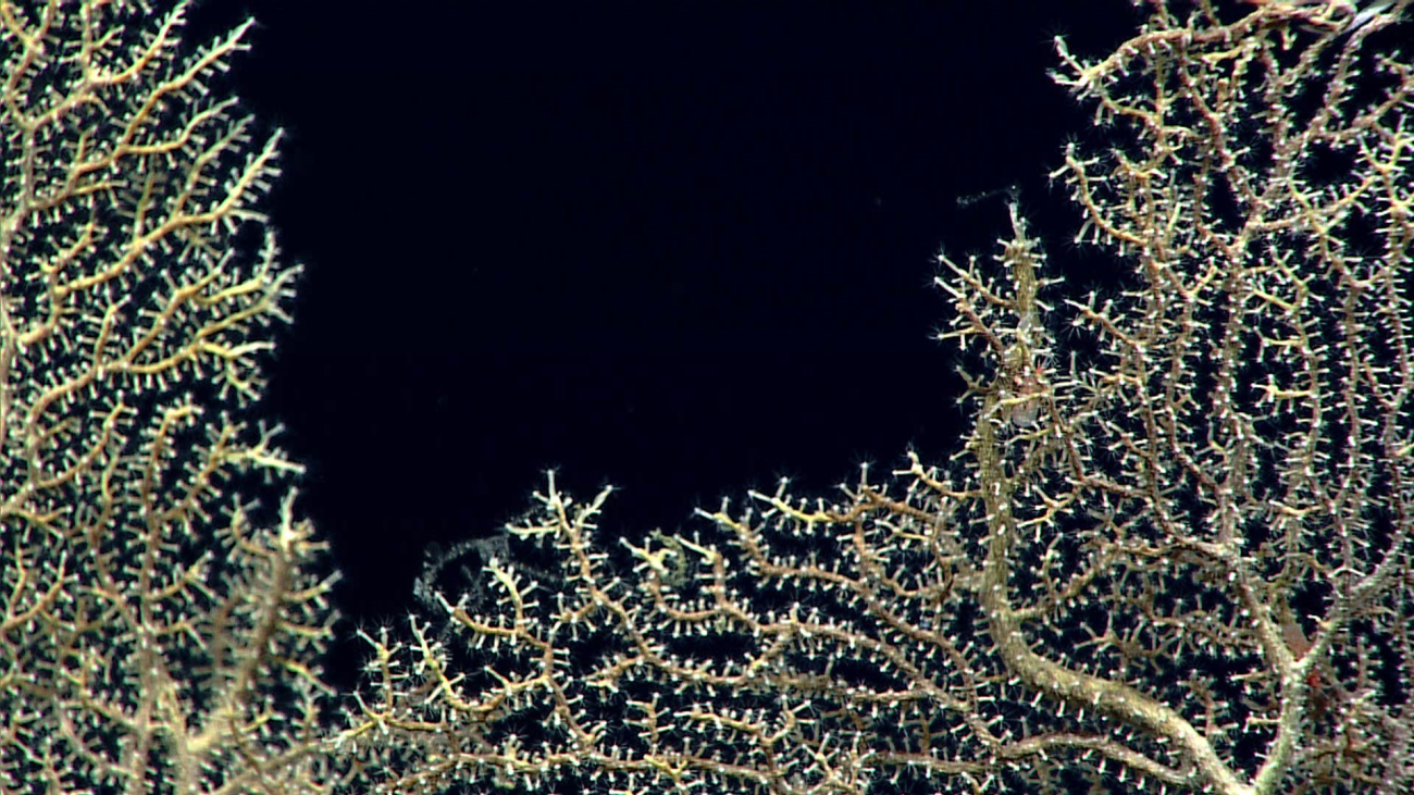 Closeup view of the branches of the hydroid bush seen in image expn8151