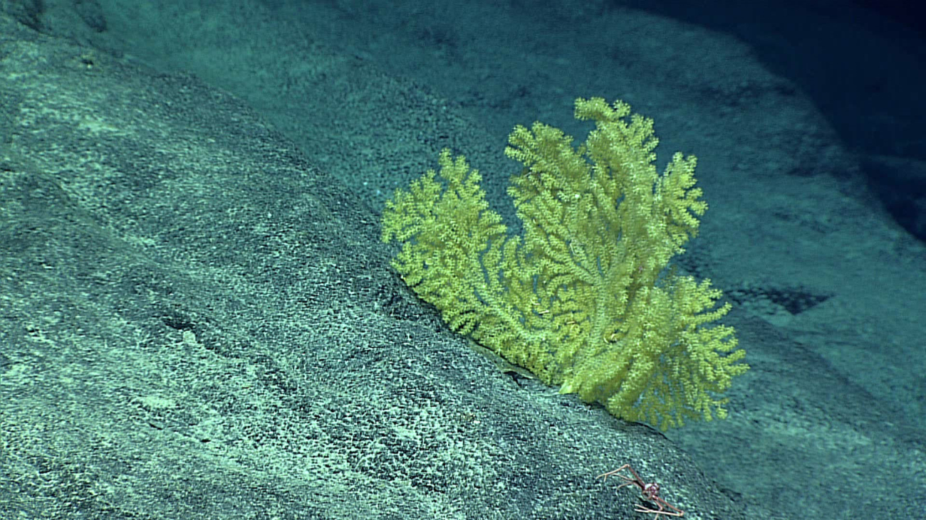 Acanthogorgia coral bush