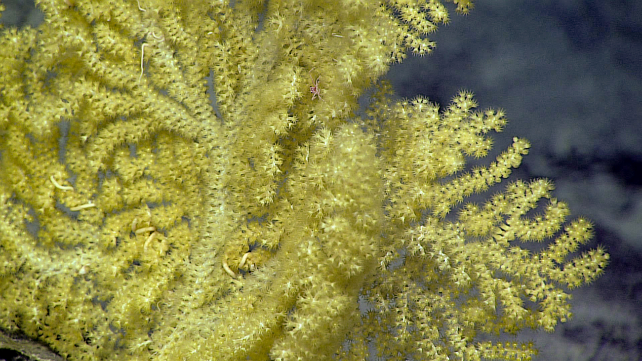 Acanthogorgia coral bush
