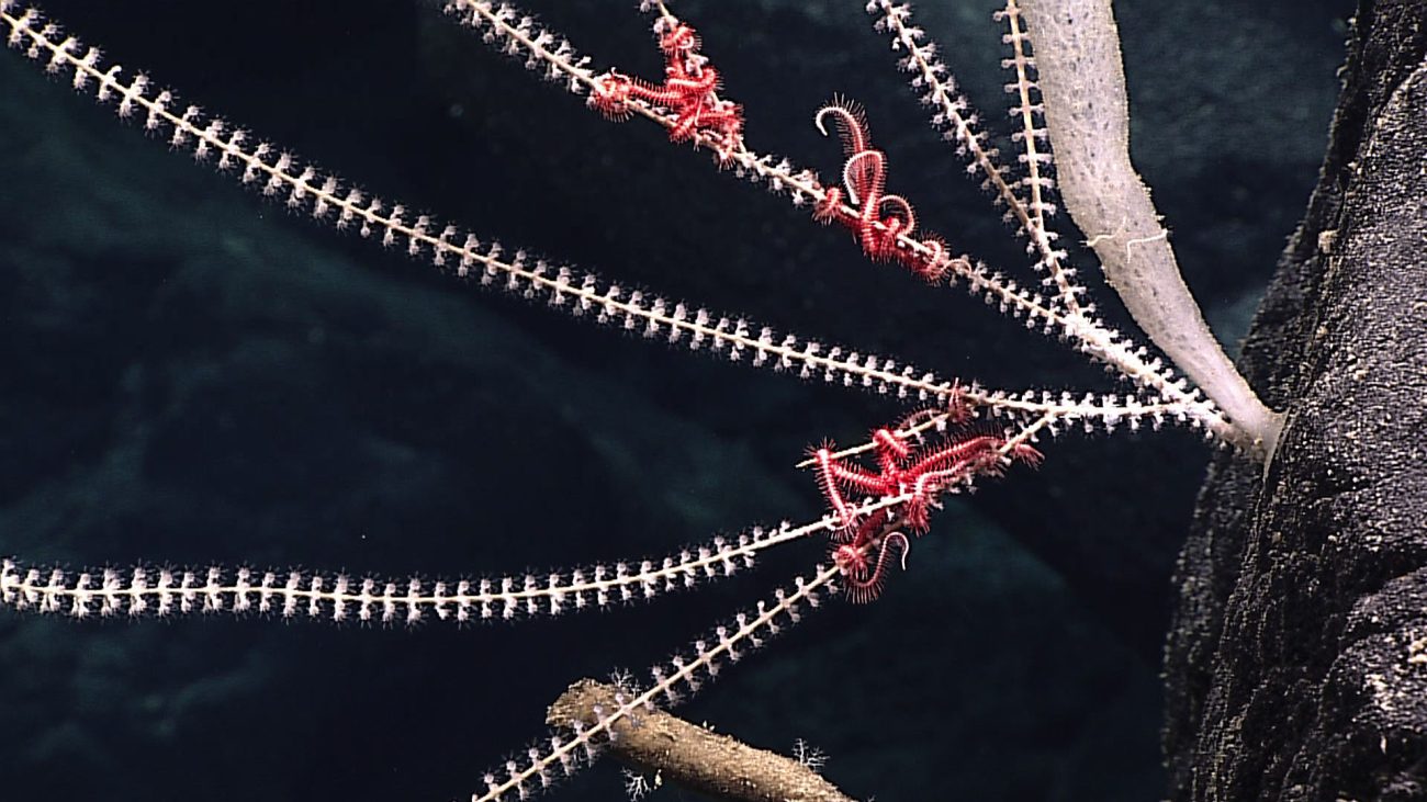 Red ophiuroid brittle stars on an octocoral - family Primnoidae, Narella sp