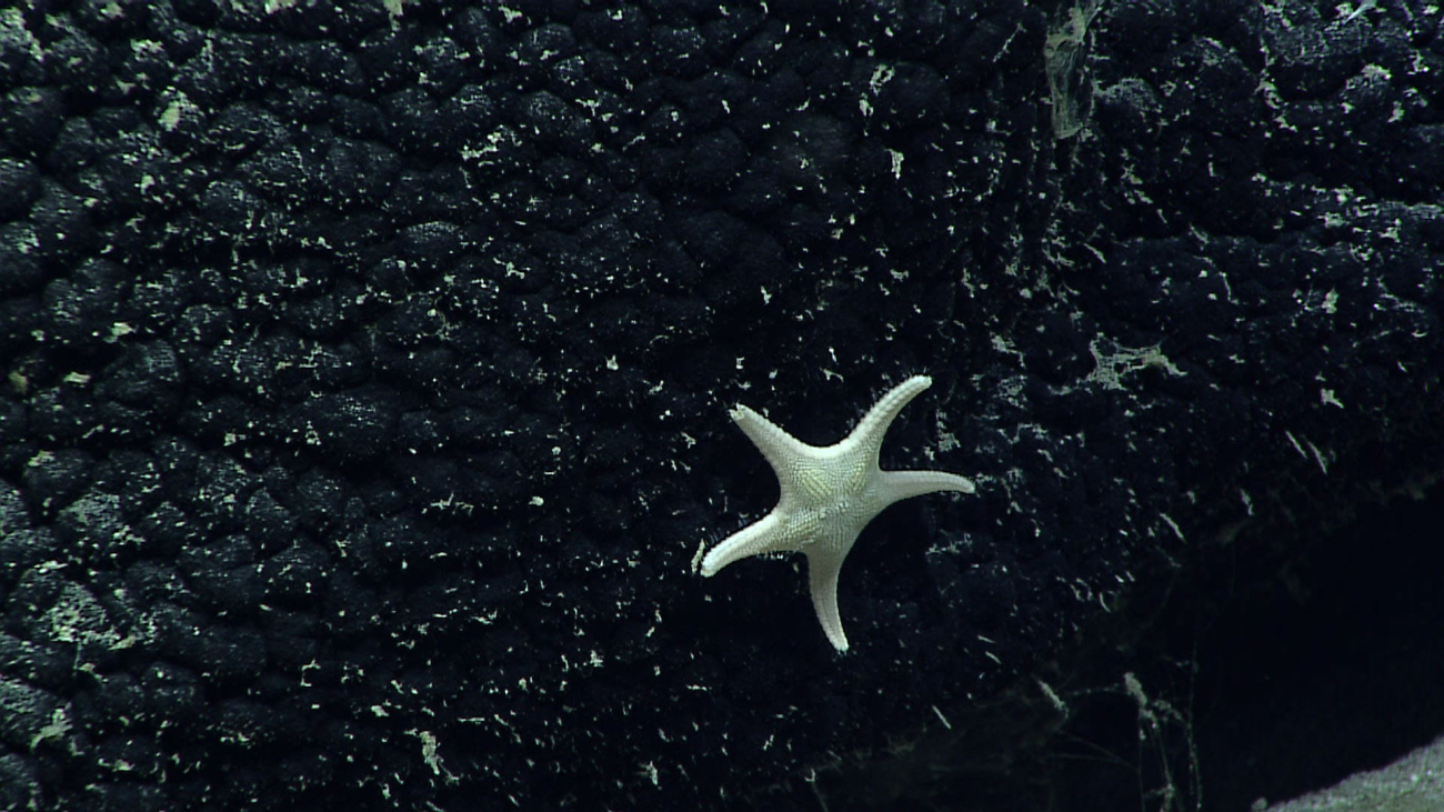 Sea star - family Goniasteridae