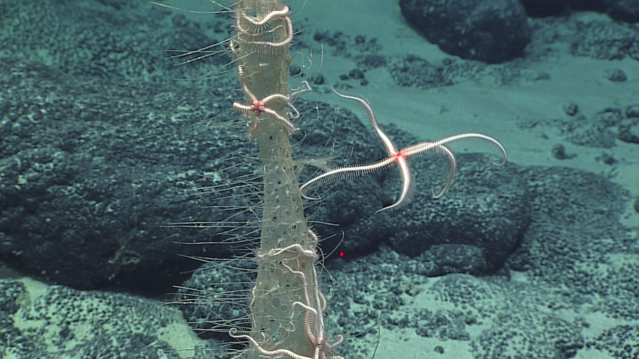 A jumping brittle star leaving a Walteria leuckarti sponge