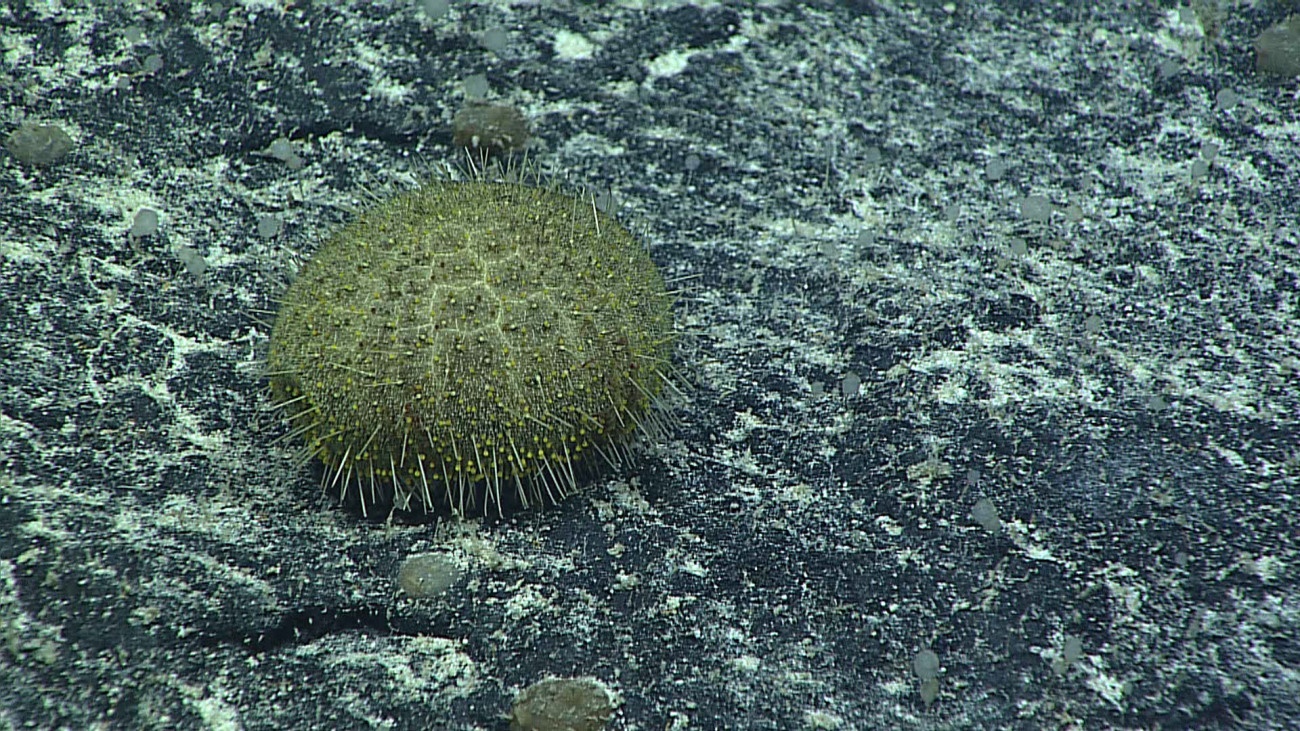 A greenish yellow sea urchin with relatively short spines