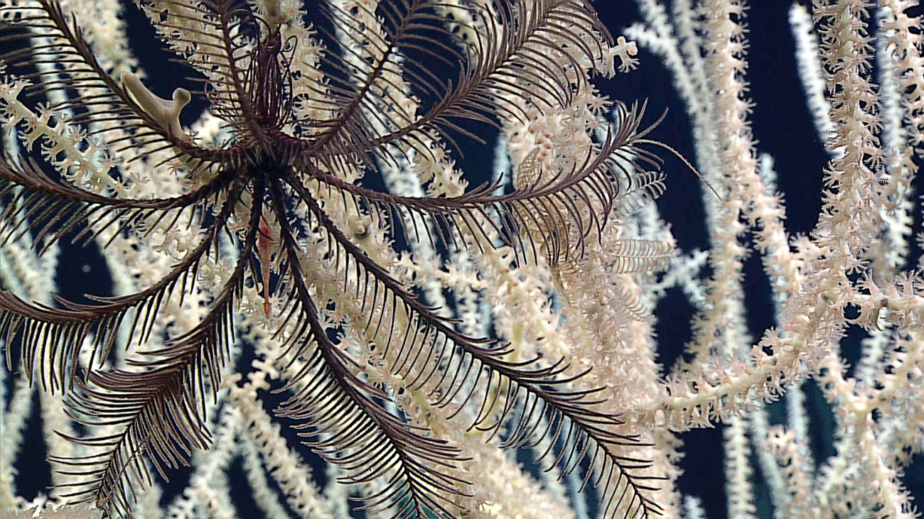 A feather star crinoid - family Zenometridae - attached to a bamboo coral -family Isididae, Eknomisis sp