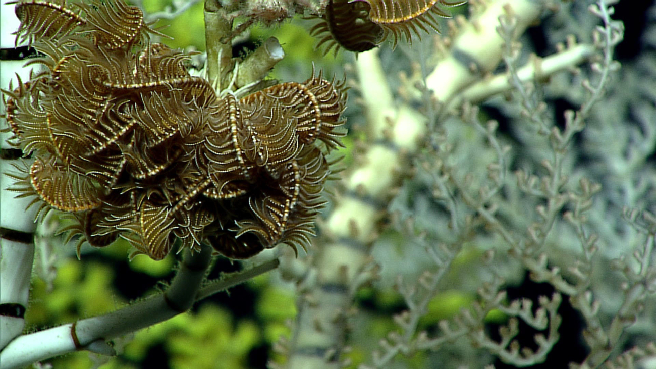 A shallow water species of feather star crinoid on the bamboo coral bush seen in image expn8225