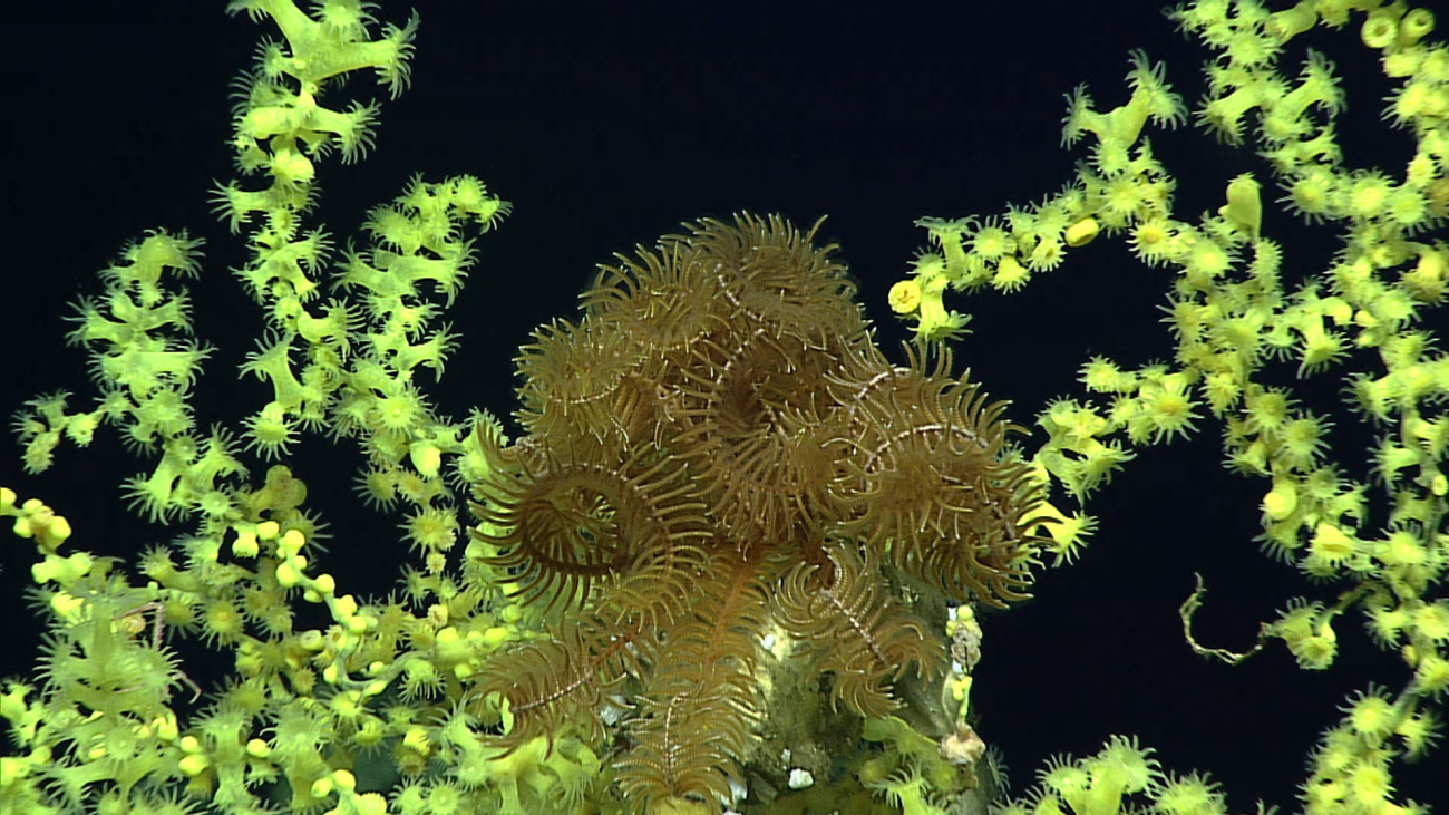A feather star crinoid and brilliant yellow zoanthids