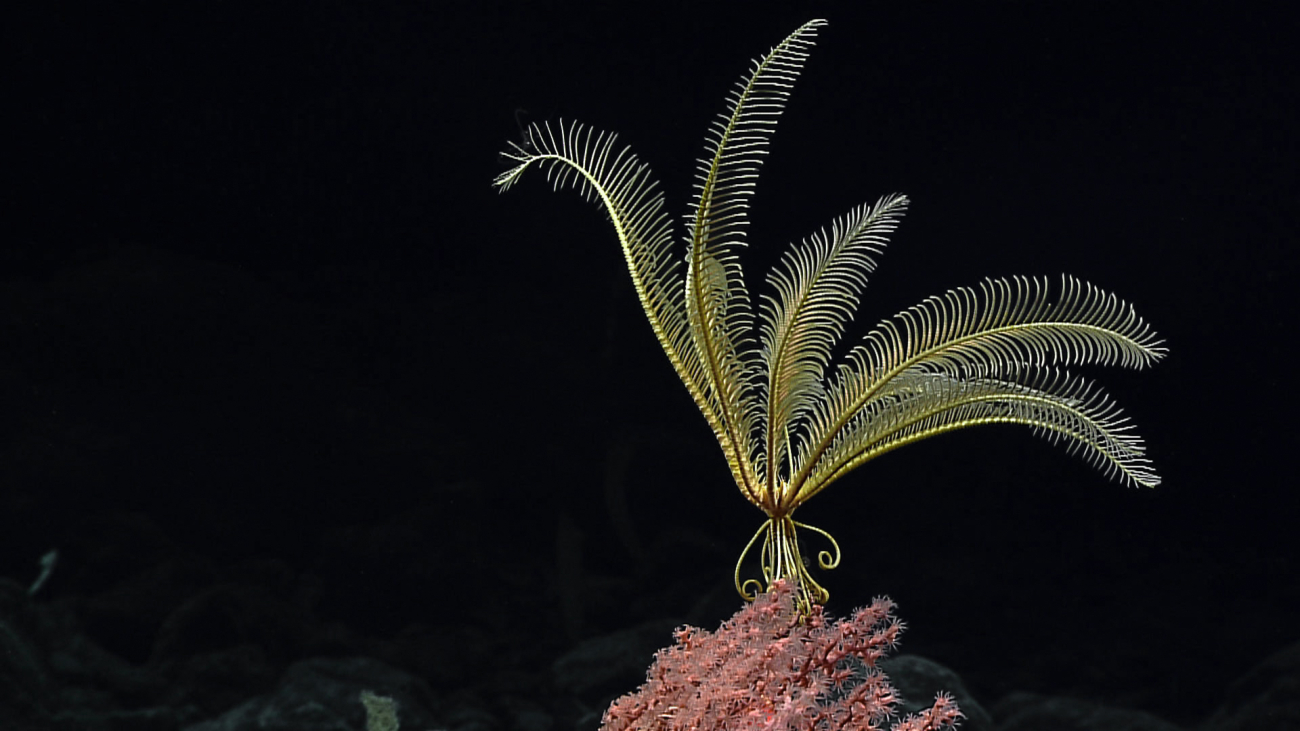 A yellow comatulid feather star crinoid