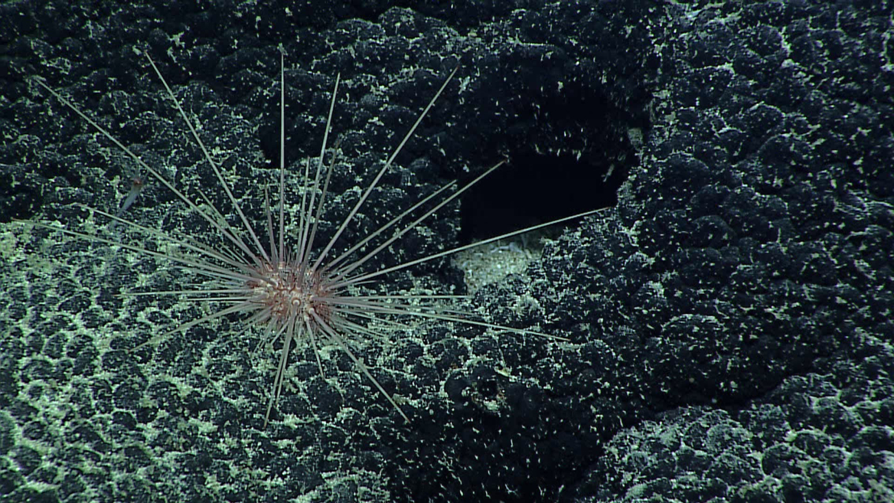 Sea urchin - family Pedinidae, Caenopedina hawaiiensis