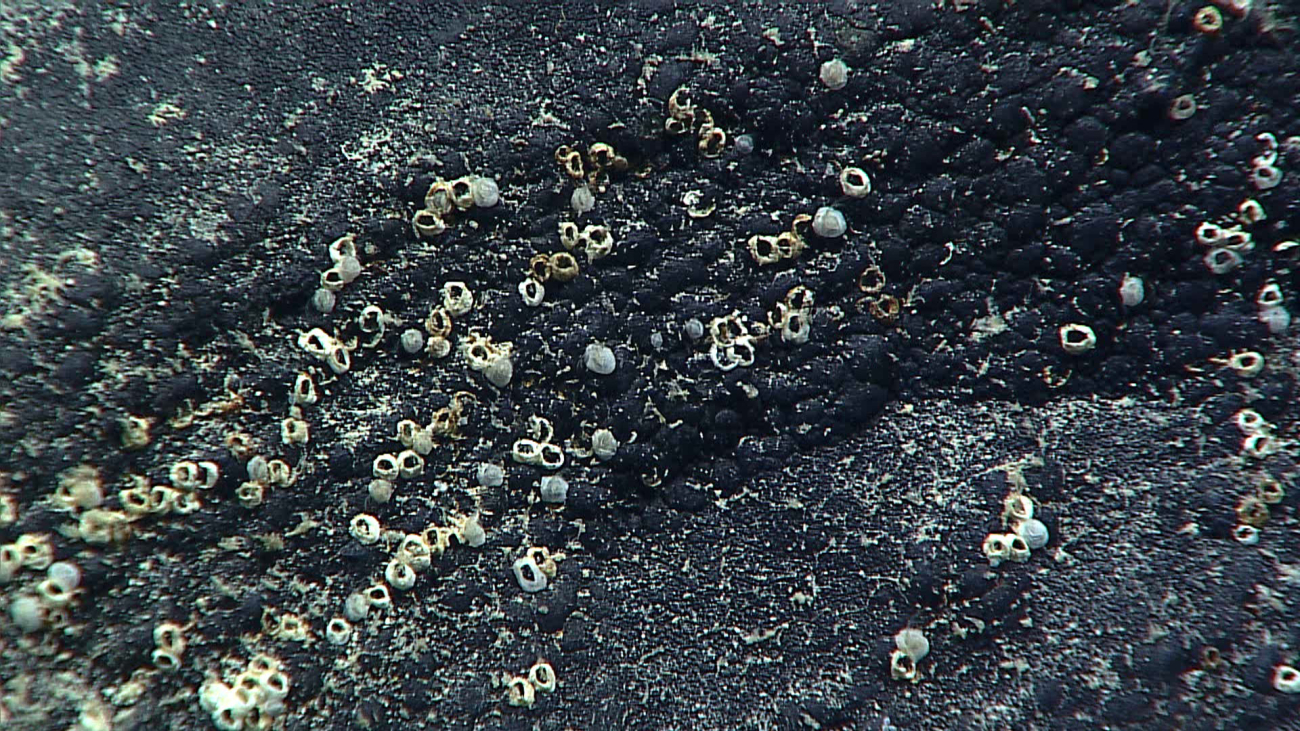 Barnacles - family Balanoidea - attached to a rock surface