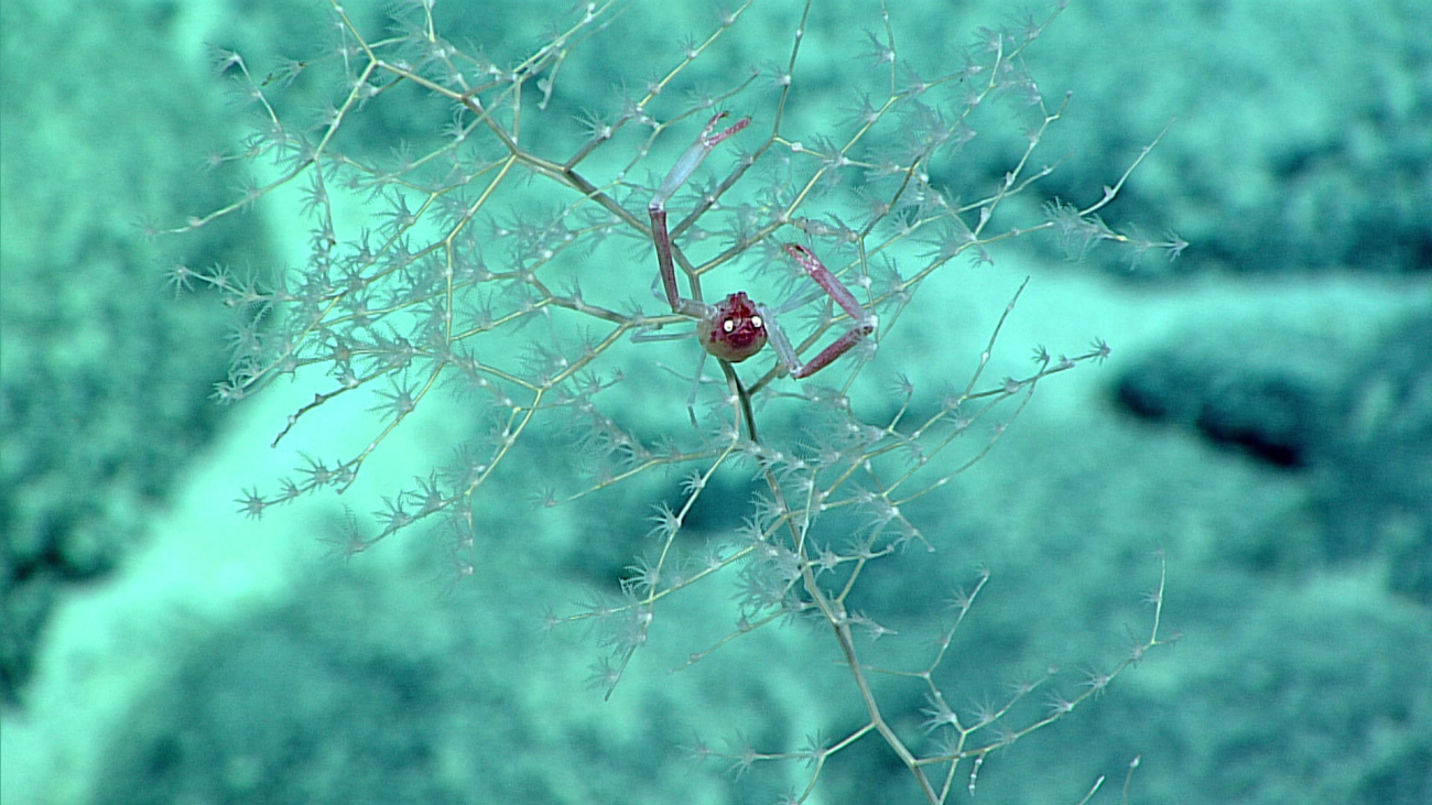 A squat lobster on a chrysogordid coral - family Chirostylidae, Uroptychus sp