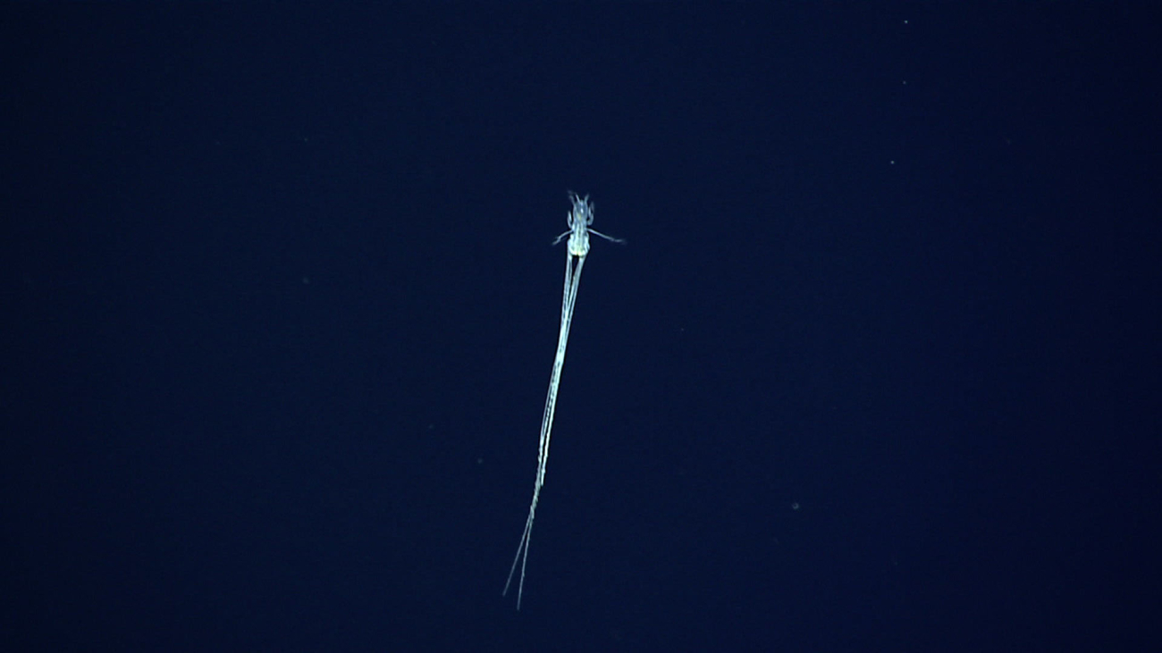 A swimming munnopsid isopod