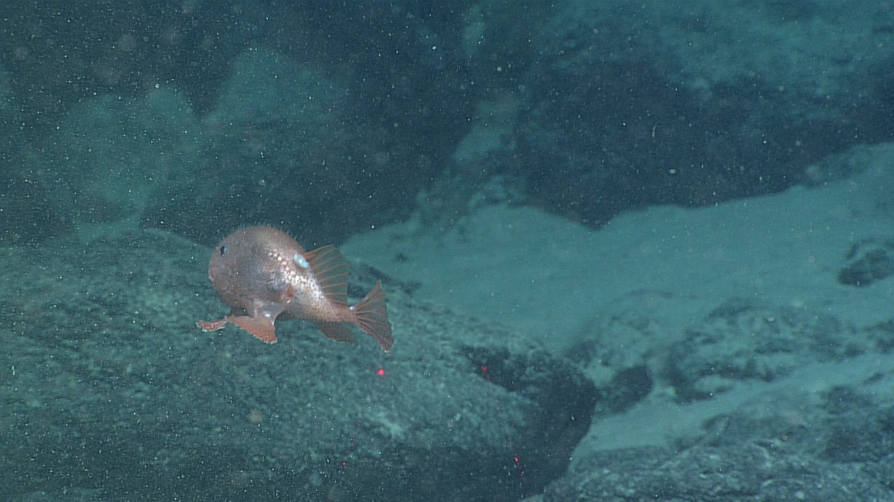 A toadfish swimming- family Chaunacidae, Chaunacops coloratus
