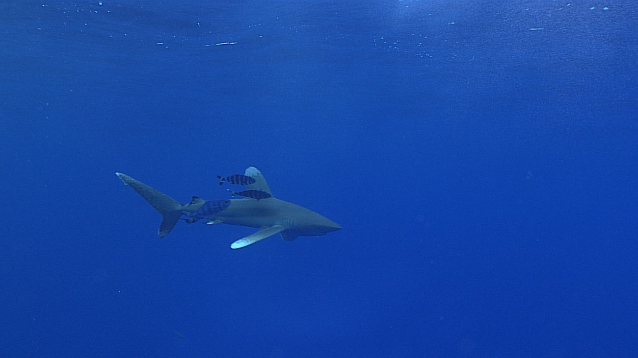 An oceanic white tip shark with accompanying pilot fish