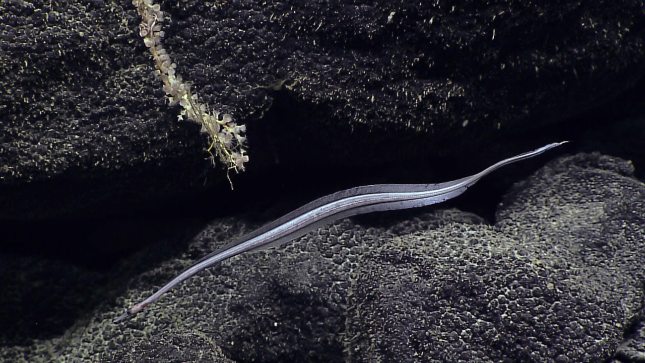 An eel of the family Nettastomatidae