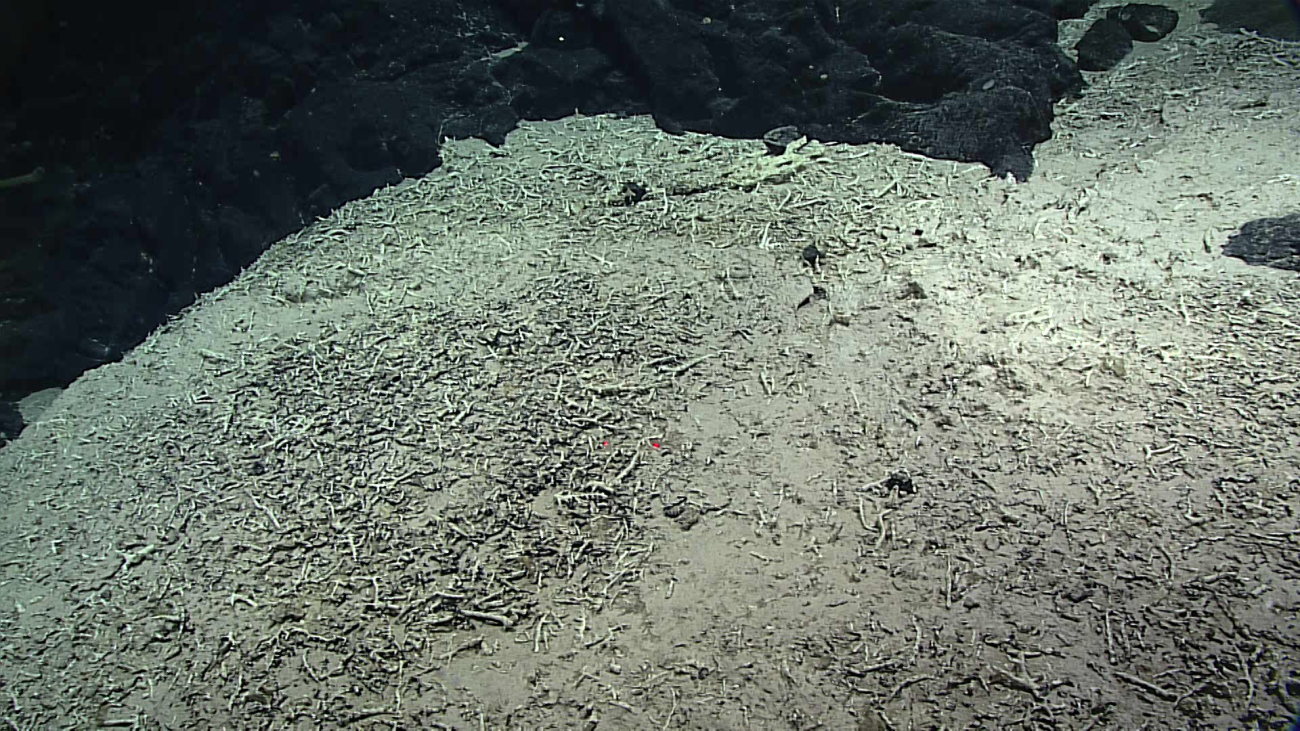A substrate of pelagic sediment and scleractinian coral fragments
