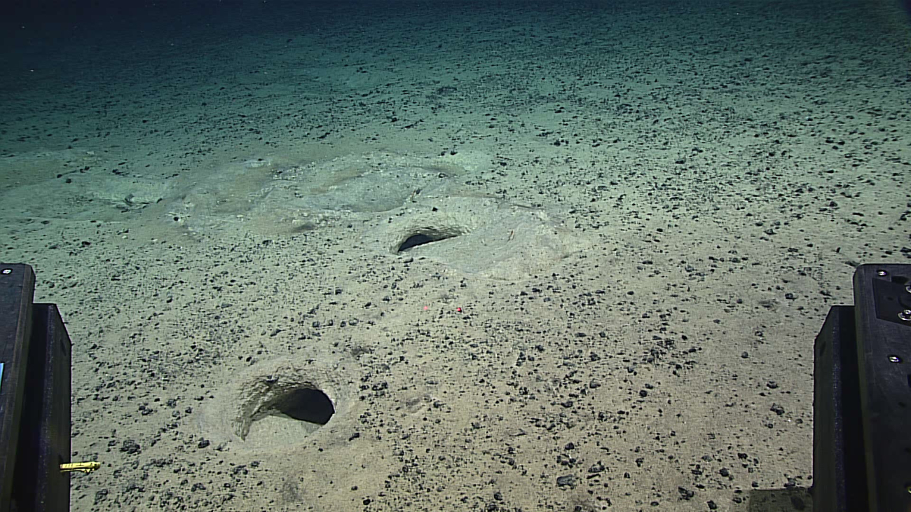 Relatively large biota have excavated these holes in sediment on the topof Guam Seamount
