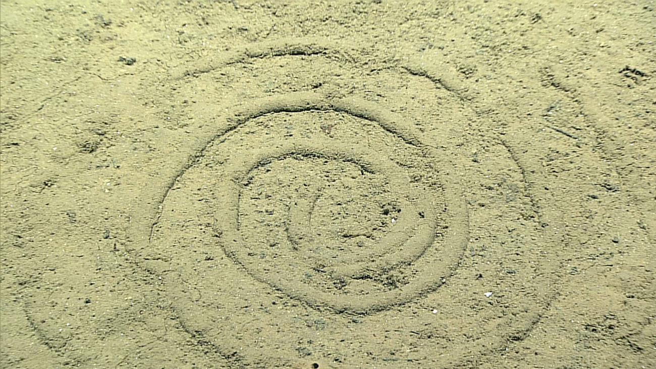 Spiral feces, probably of enteropneust worm